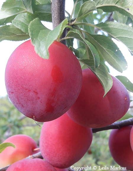 Prunus cerasifera 'Kubanskaja Kometa', kirsikkaluumu